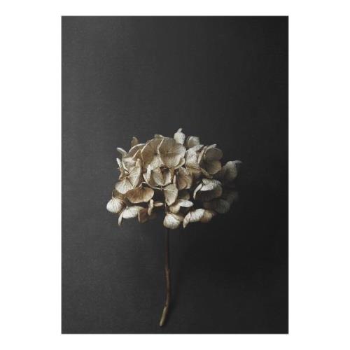 Paper Collective Still Life 04 Hydrangea juliste 50x70 cm