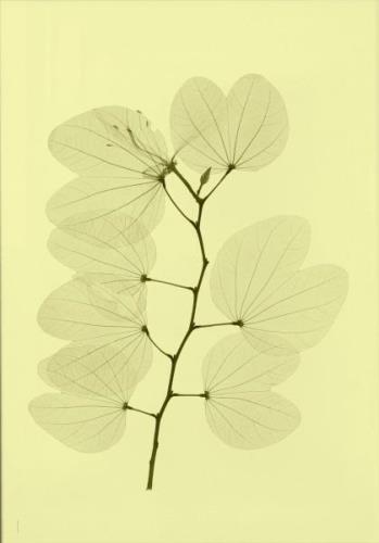Fine Little Day Orkidebauhinia juliste 70 x 100 cm