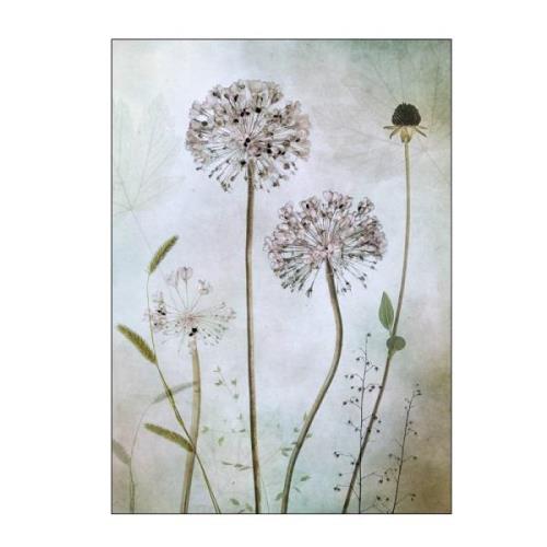 Poster & Frame - Mandy Disher Juliste 50x70 cm Allium