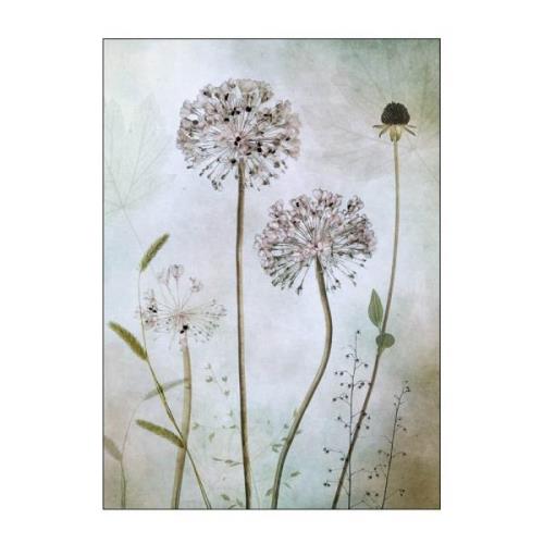 Poster & Frame - Mandy Disher Juliste 30x40 cm Allium